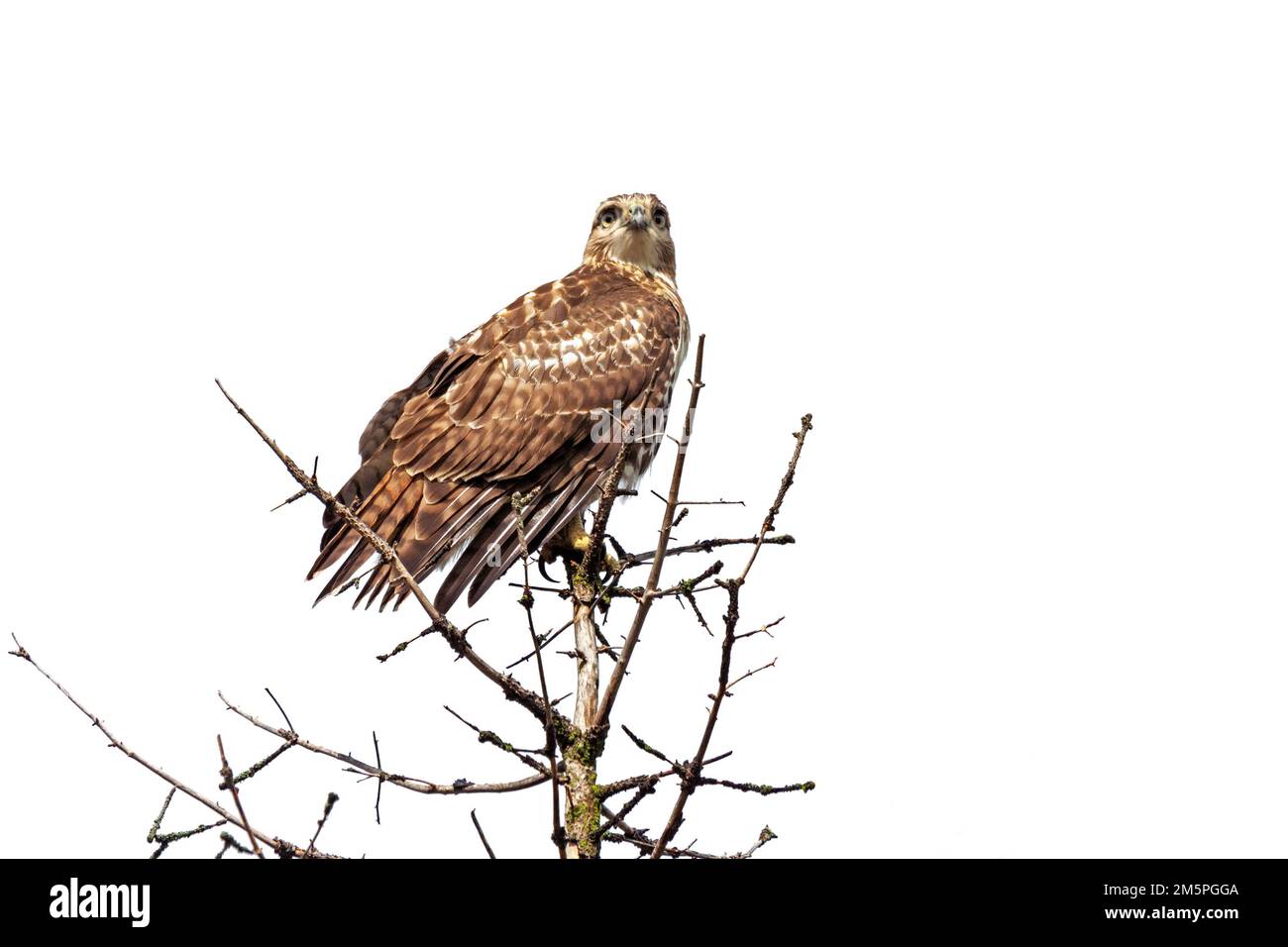 A red-tailed hawk perched on top of a pine tree with a white background background Stock Photo