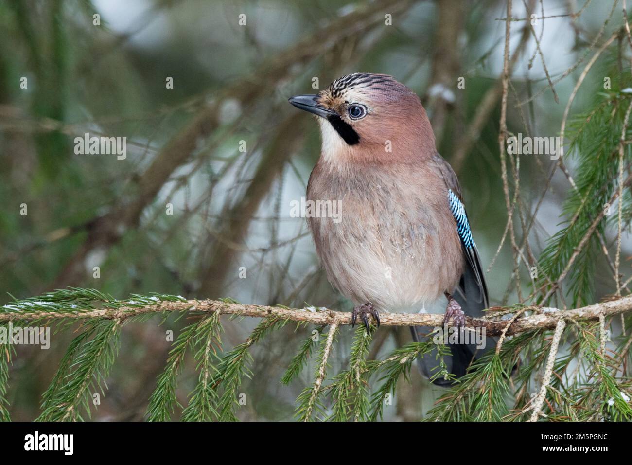 Close-up of a curious and watchful Eurasian jay perched in a boreal forest in Estonia, Northern Europe Stock Photo