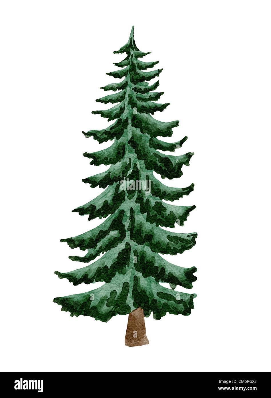 Watercolor forest tree. Hand drawn pine trees illustration Stock Photo