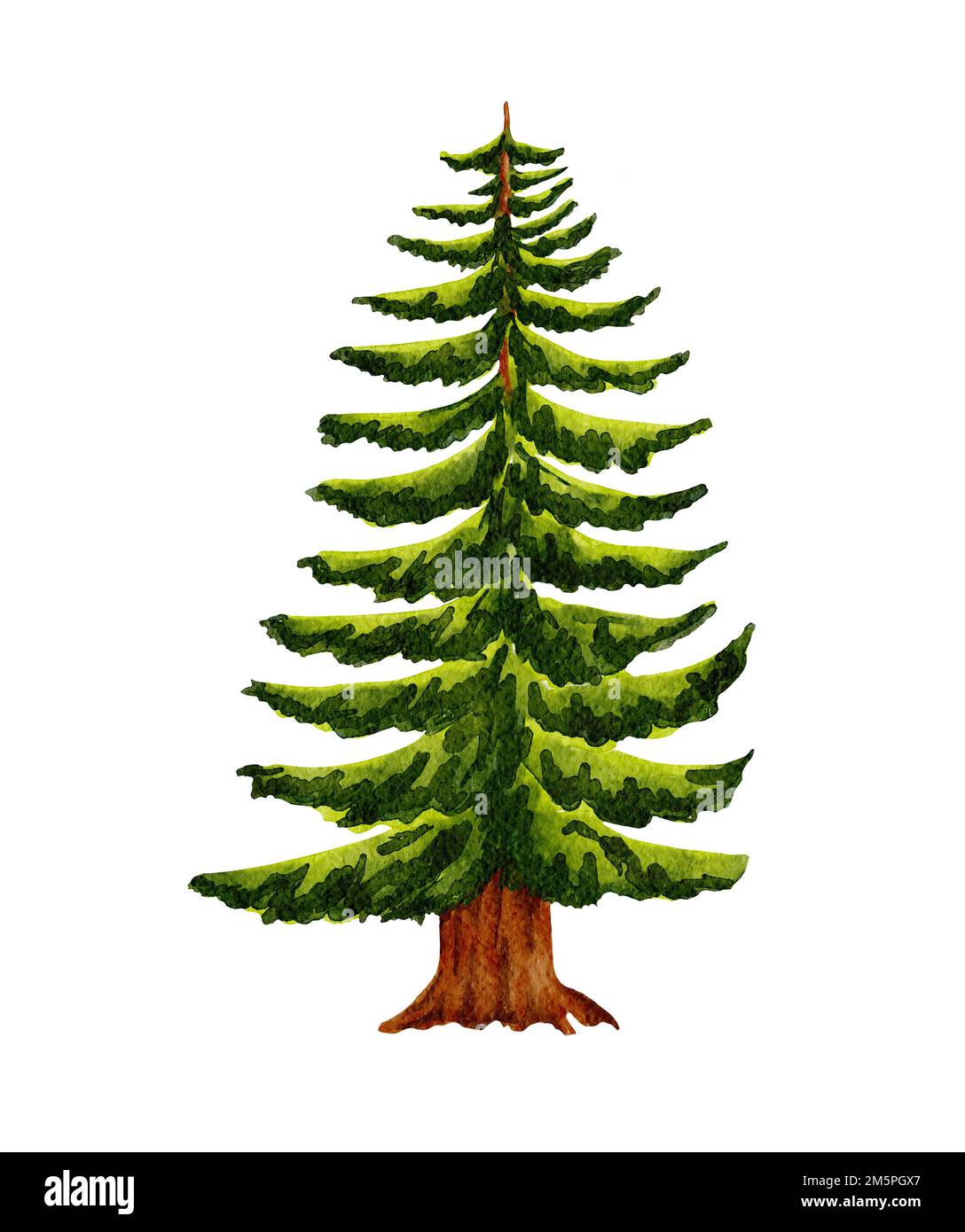 Watercolor forest tree. Hand drawn pine trees illustration Stock Photo