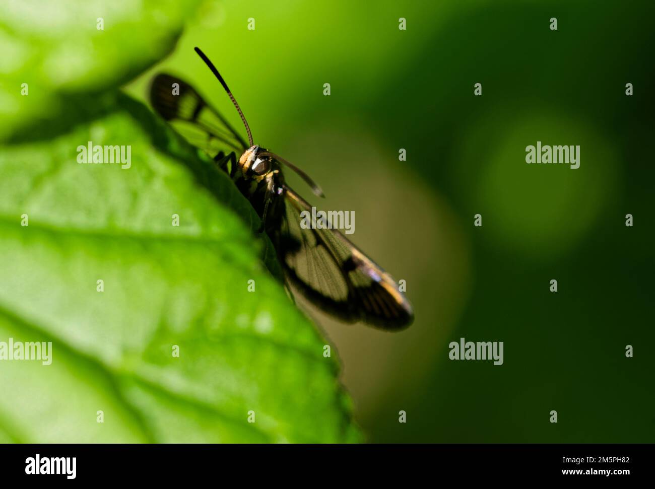 Currant clearwing (Synanthedon tipuliformis) in a garden Stock Photo