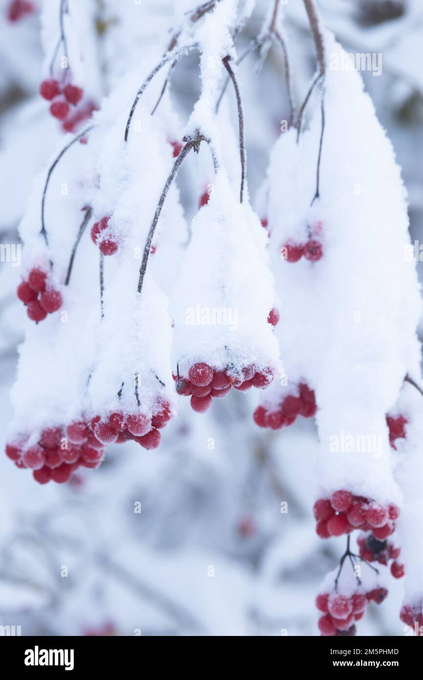 Ripe red Guelder rose berries covered with snow on a winter day in Estonia, Northern Europe Stock Photo