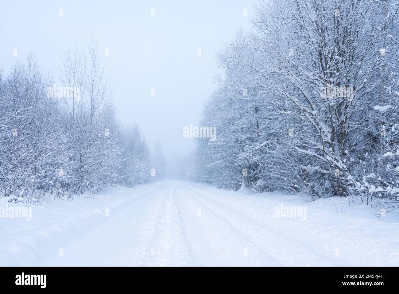 A snowy road leading through a wintry woodland on a cold day in rural Estonia, Northern Europe Stock Photo