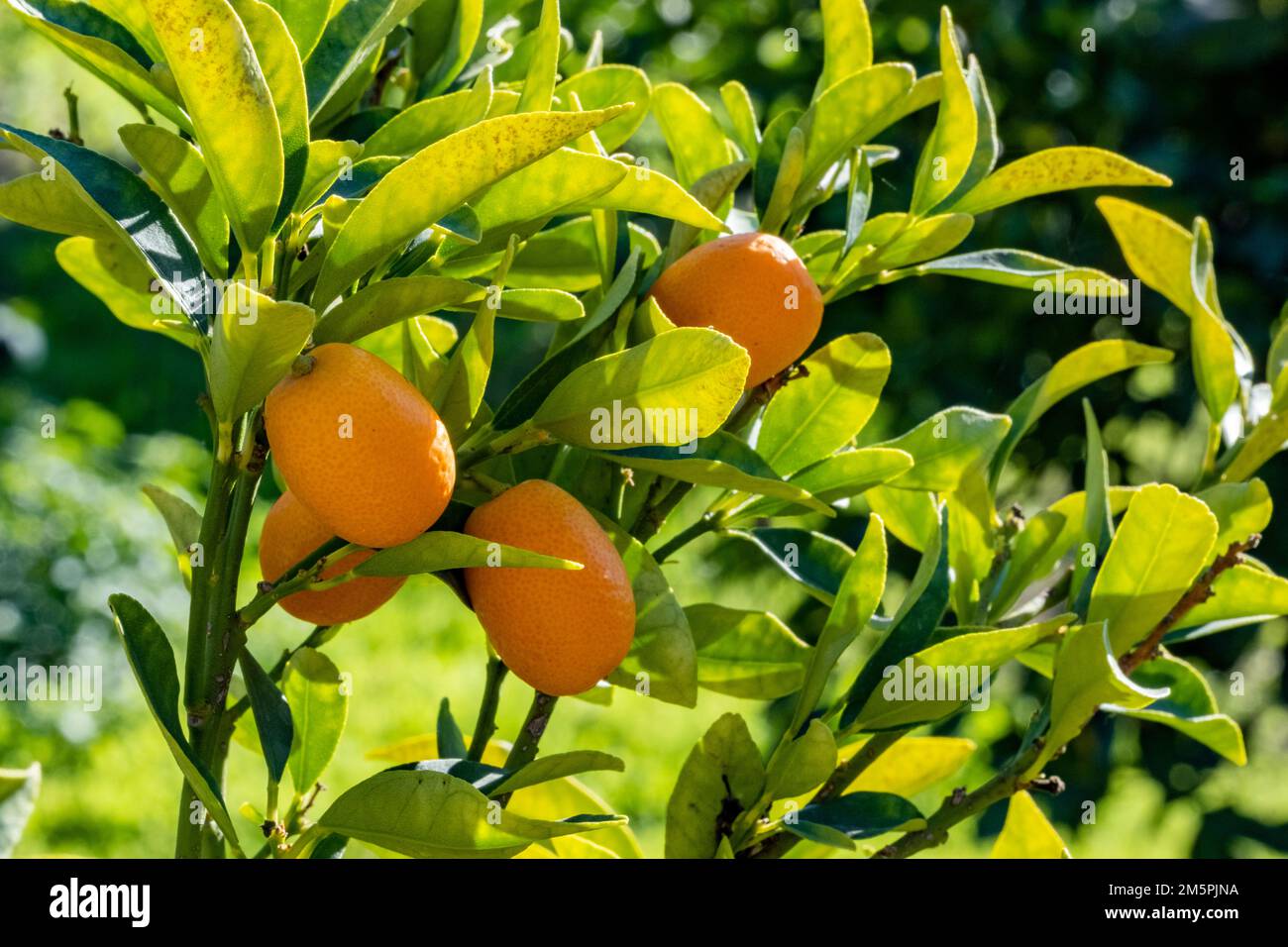 Bunch of fresh ripe kumquats in a citrus farm. Close-up photo. Sun reflecting bright on organic fruit surface. Natural food background with copy space Stock Photo