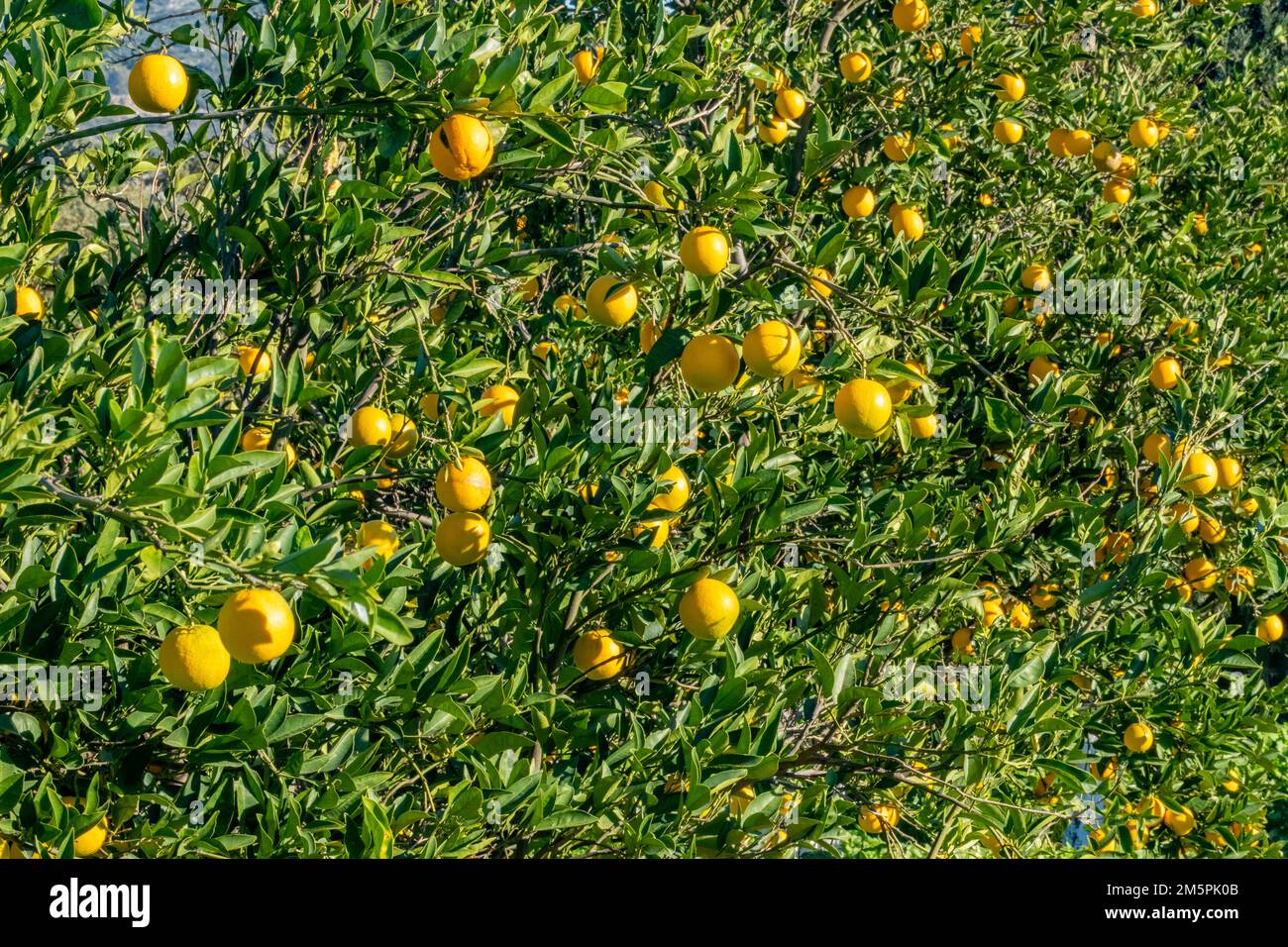 Beautiful tangerine tree full with hanging citrus fruits on sunny day in orange orchard. Freshness ripening in a farm. Sun reflecting bright on green Stock Photo