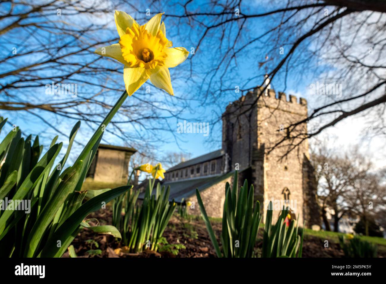 Brighton, december 29th 2022 Daffodils growing in Christmas week in a