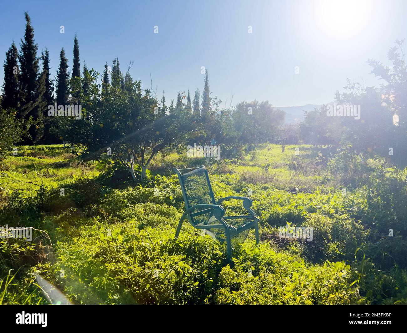 Abandoned chair in lemon orchard on sunny day. Natural light creating lens flare, sun rays in the garden. Beautiful idyllic environmental background Stock Photo