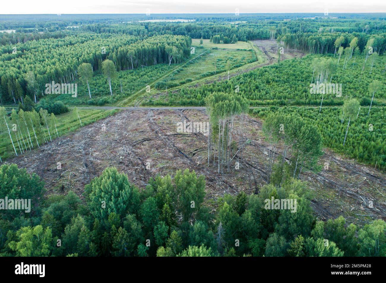 An aerial view to fresh clear-cut areas on a late summer evening in Southern Estonia, Europe Stock Photo