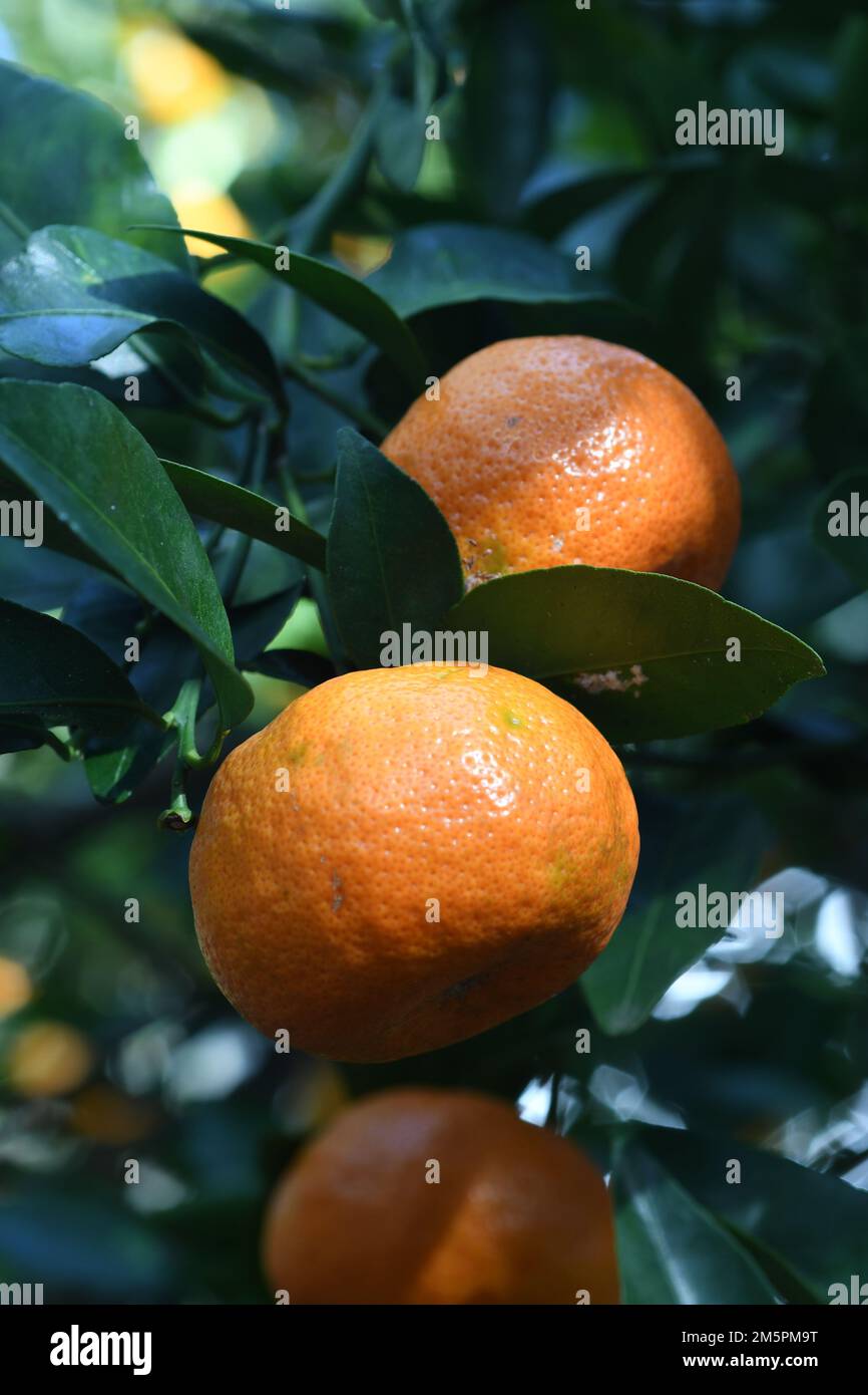 Florida orange tree Stock Photo