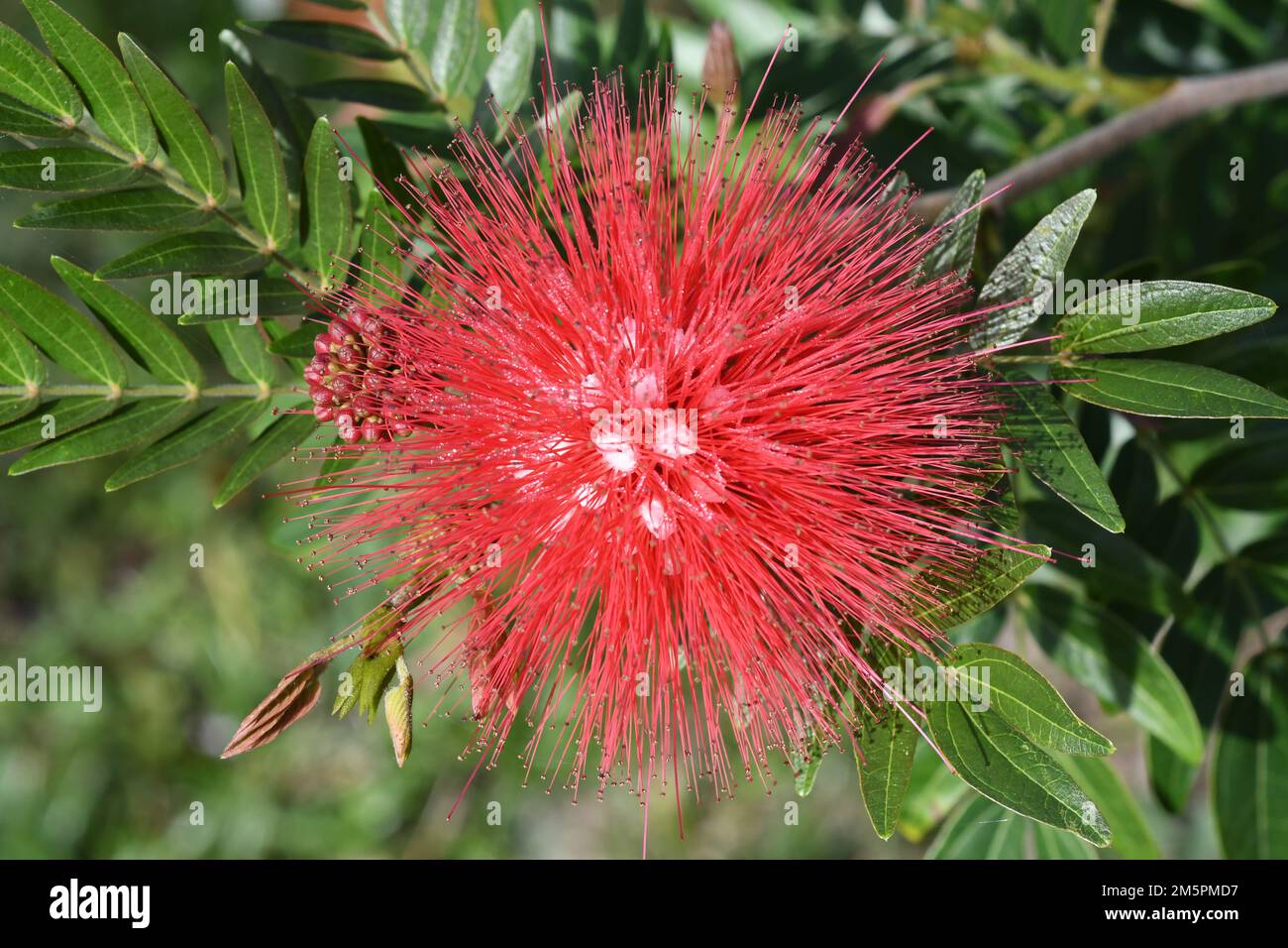 Calliandra tweediei red powder puff plant Stock Photo Alamy