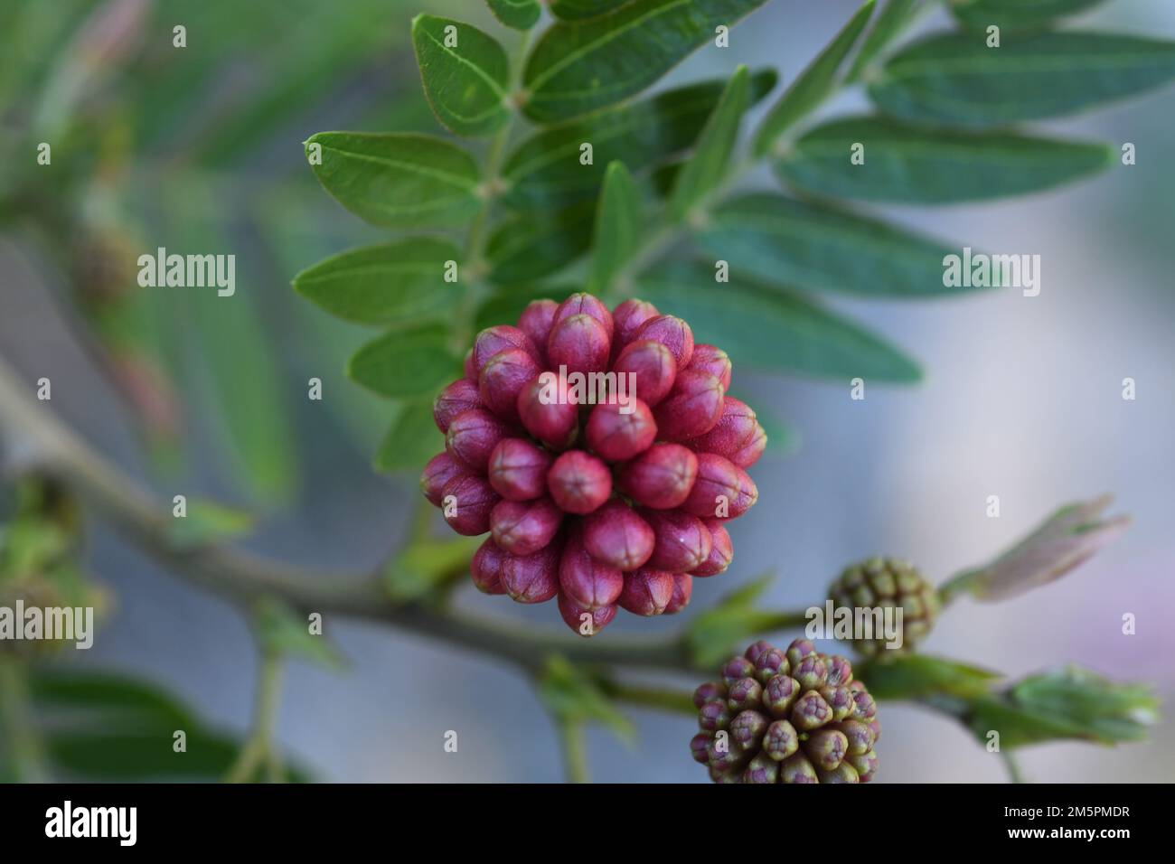 calliandra tweediei bud Stock Photo