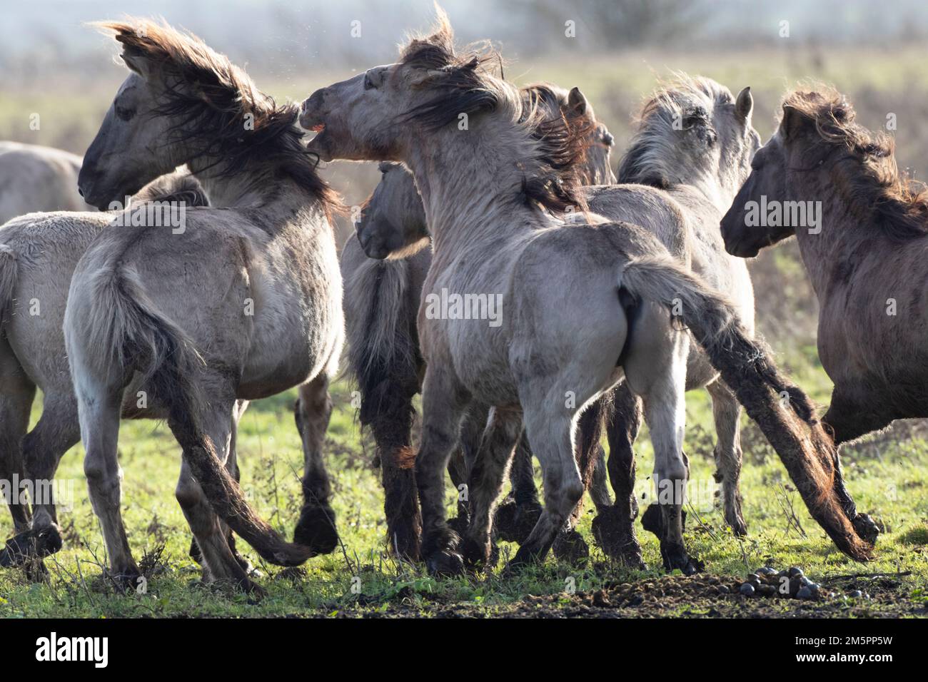 Konik ponies at Wicken Fen, Cambridgeshire, in December 2022 Stock Photo