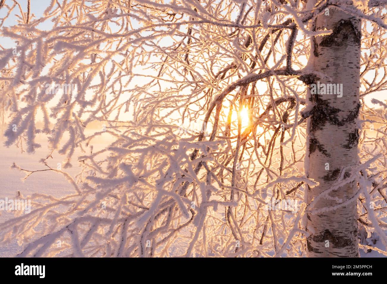 Frosty Silver birch branches during a cold and wintry sunset in January in rural Estonia, Northern Europe Stock Photo