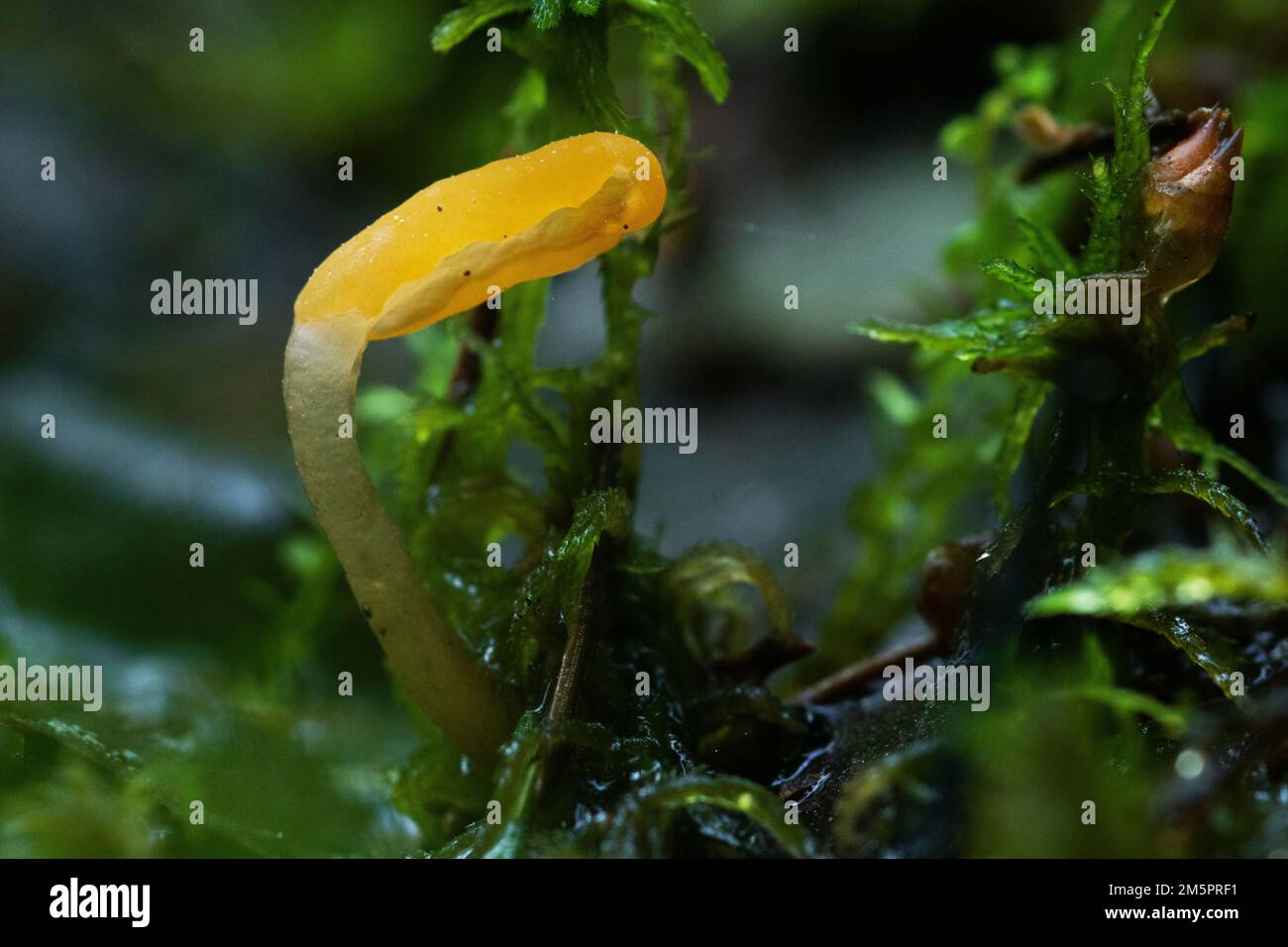 A small fungus with a yellow cap called Bog beacon growing in a wet woodland in Estonia, Northern Europe Stock Photo