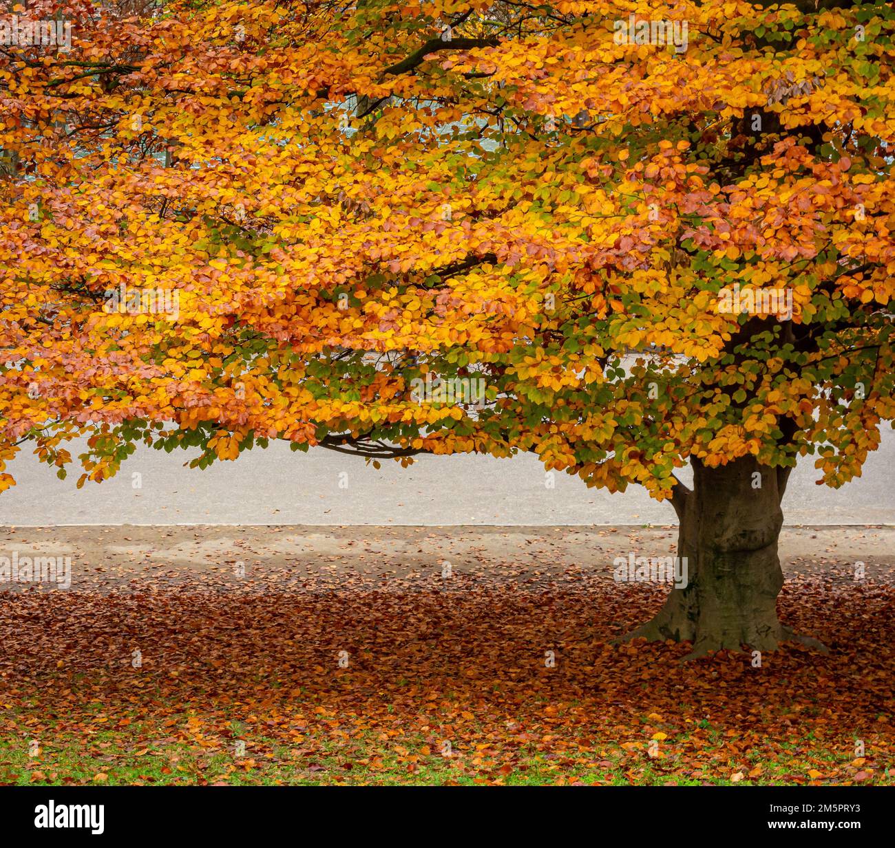 Parco del Valentino on the Banks of the Po River in the city of Turin, Piedmont, northern Italy - Europe - autumnal landscape Stock Photo