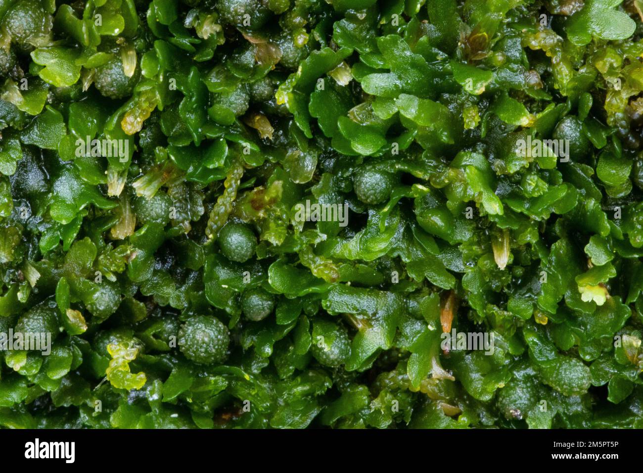 A macro of greenish Bog Germanderwort growing on a deadwood in an old-growth forest in Estonia, Northern Europe Stock Photo