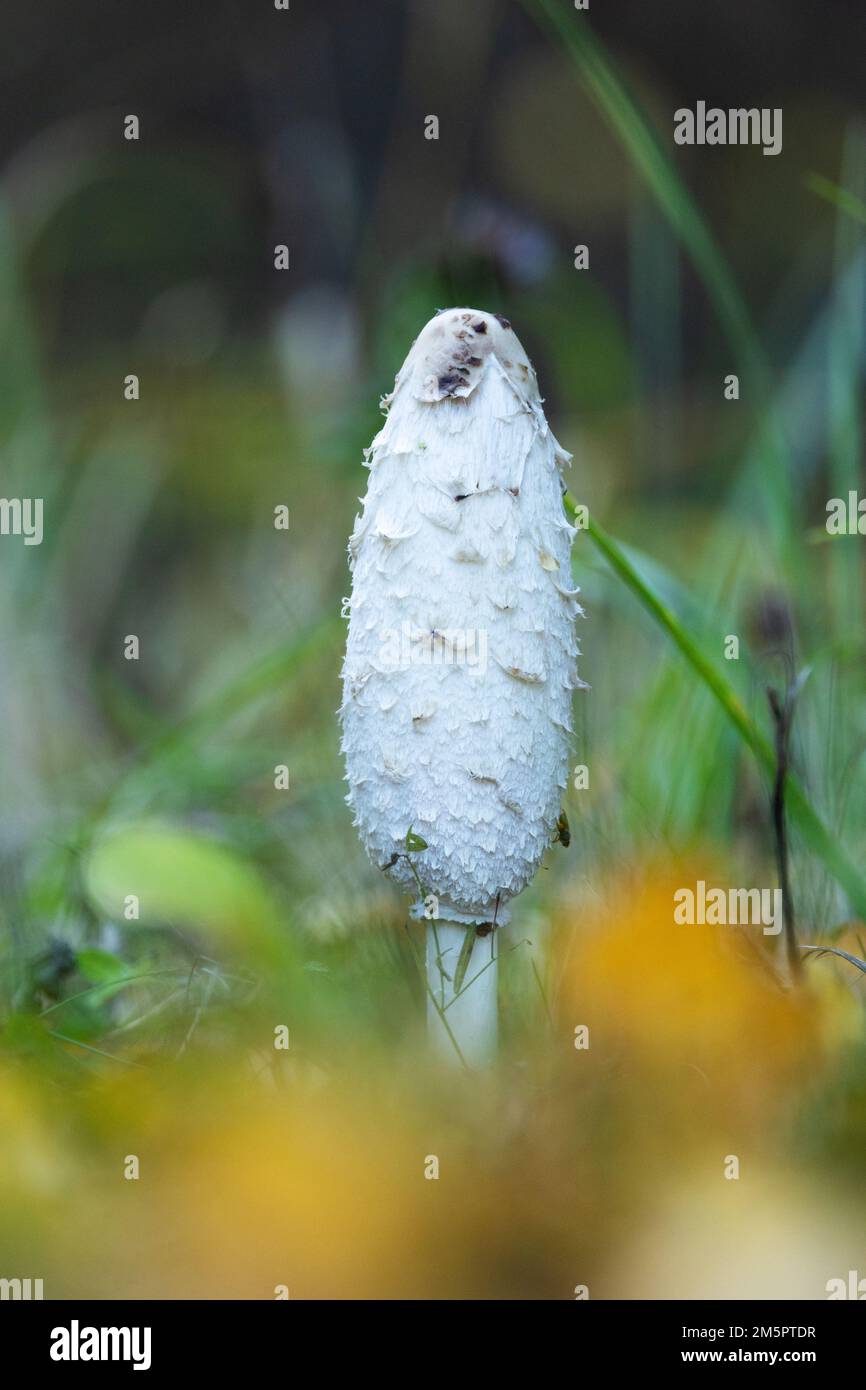 Close-up of a Shaggy ink cap mushroom growing in rural Estonia, Northern Europe Stock Photo