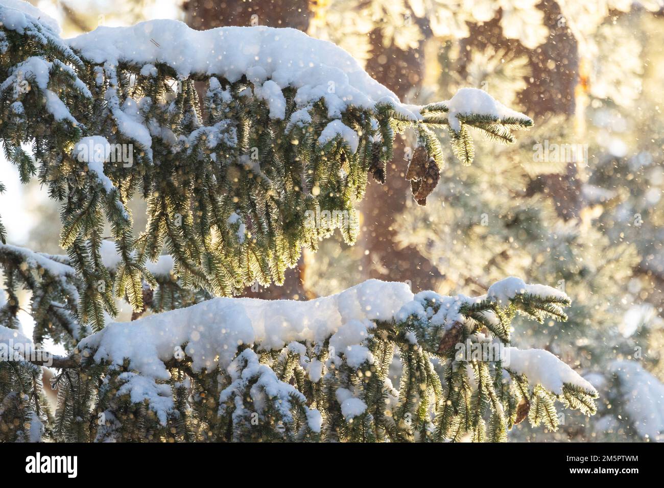 Spruce cones hanging on a snowy and frosty branch on a cold winter day in Estonia, Northern Europe Stock Photo