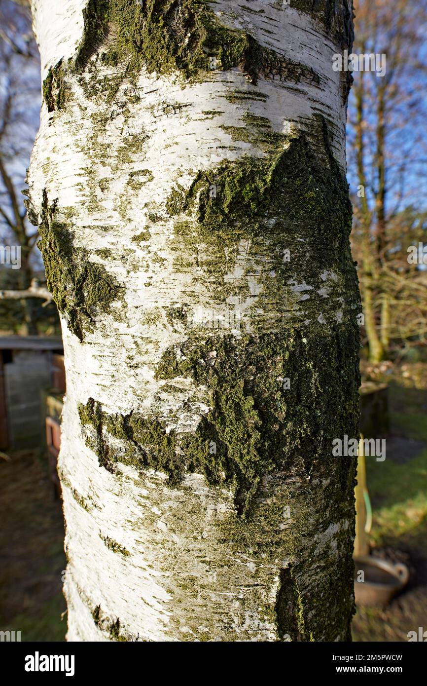 Christmas day and close up of Silver Birch tree trunk on North Yorkshire smallholding at 900ft Stock Photo
