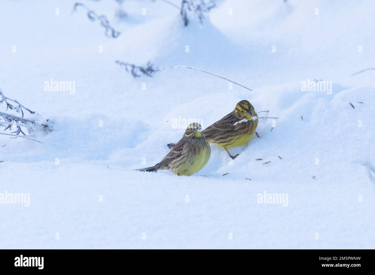 Two colorful Yellowhammers feeding on some seeds on a cold winter evening in Estonia, Northern Europe Stock Photo
