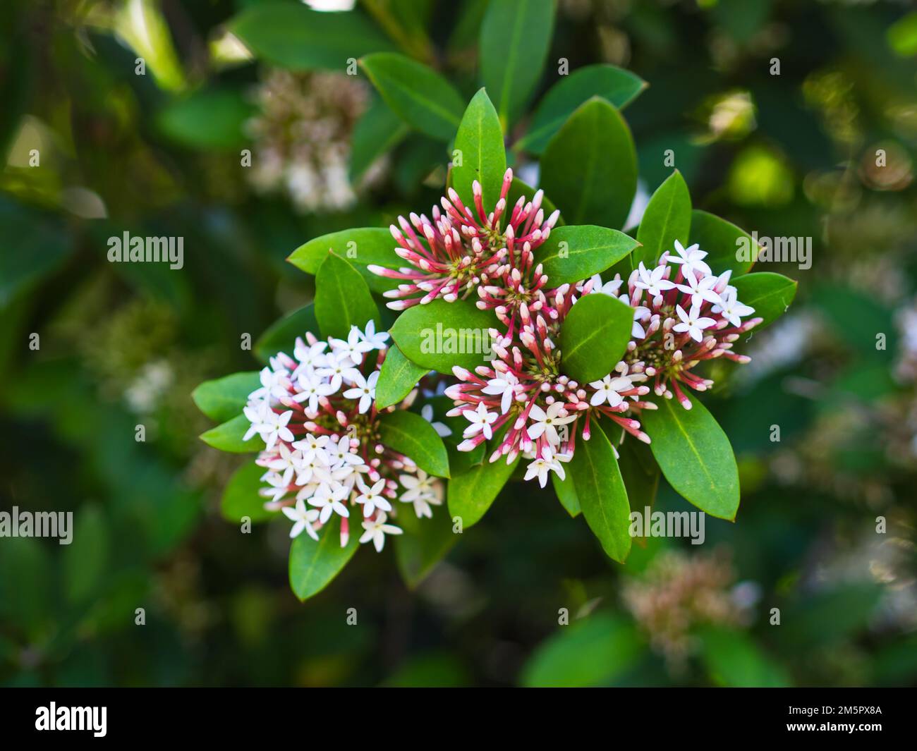Blooming Acokanthera with green leaves in closeup Stock Photo