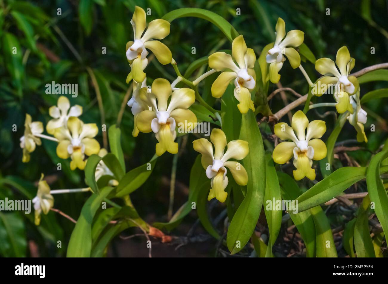 Closeup view of bright yellow and white flowers of epiphytic orchid species vanda denisoniana blooming outdoors on natural background Stock Photo