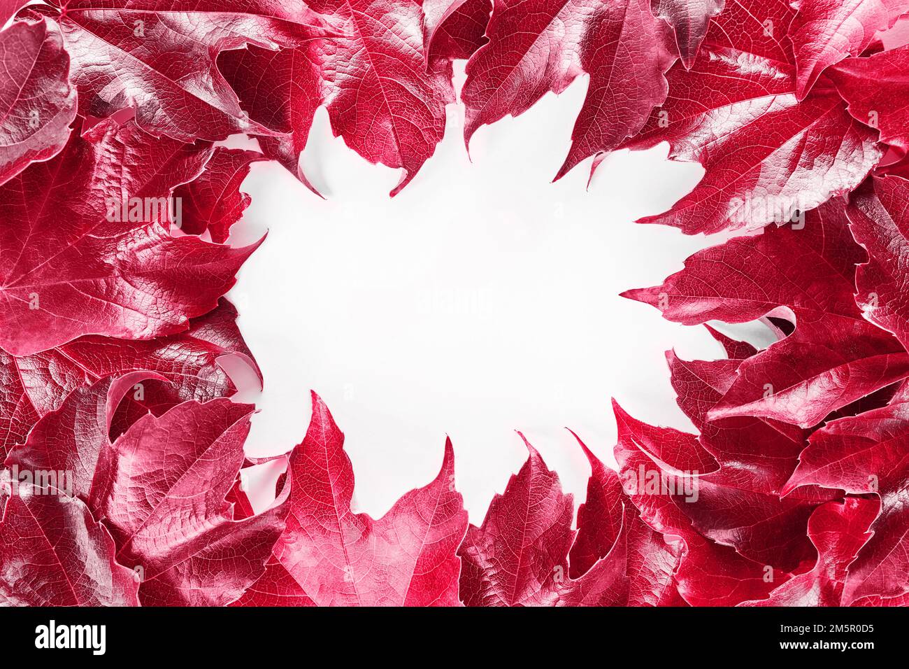 https://c8.alamy.com/comp/2M5R0D5/color-of-the-year-2023-viva-magenta-frame-with-red-decorative-wild-grape-leaves-isolated-on-white-background-decorative-fox-grape-autumn-fallen-leaf-2M5R0D5.jpg