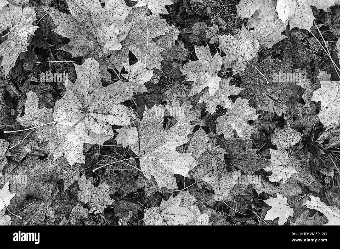 Around the UK - Abstract - fallen leaves of Autumn, but in black & white! Stock Photo