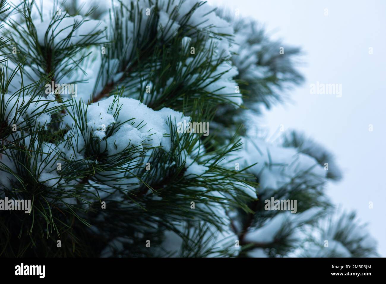 Pine tree branch covered with snow as a winter background Stock Photo ...