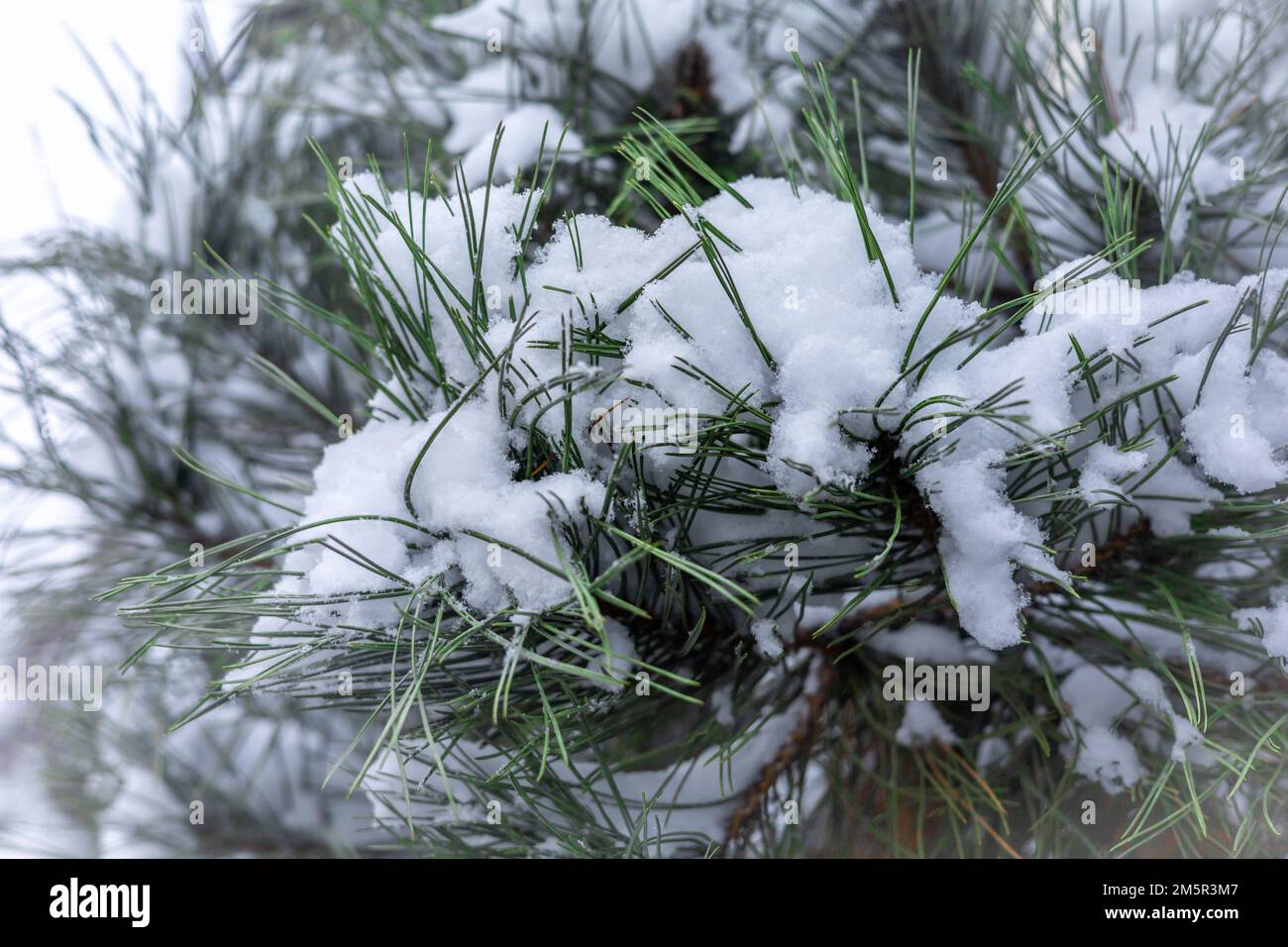 Pine tree branch covered with snow as a winter background Stock Photo ...