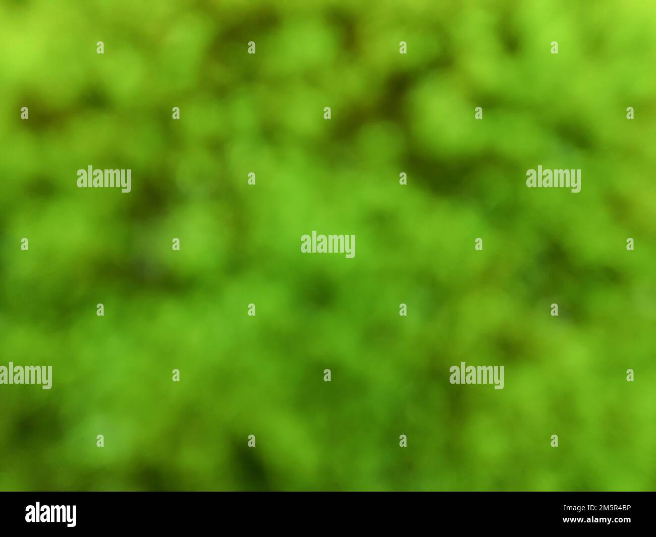 Close up. Blur photo or defocused background of green nature. For wallpapers Stock Photo