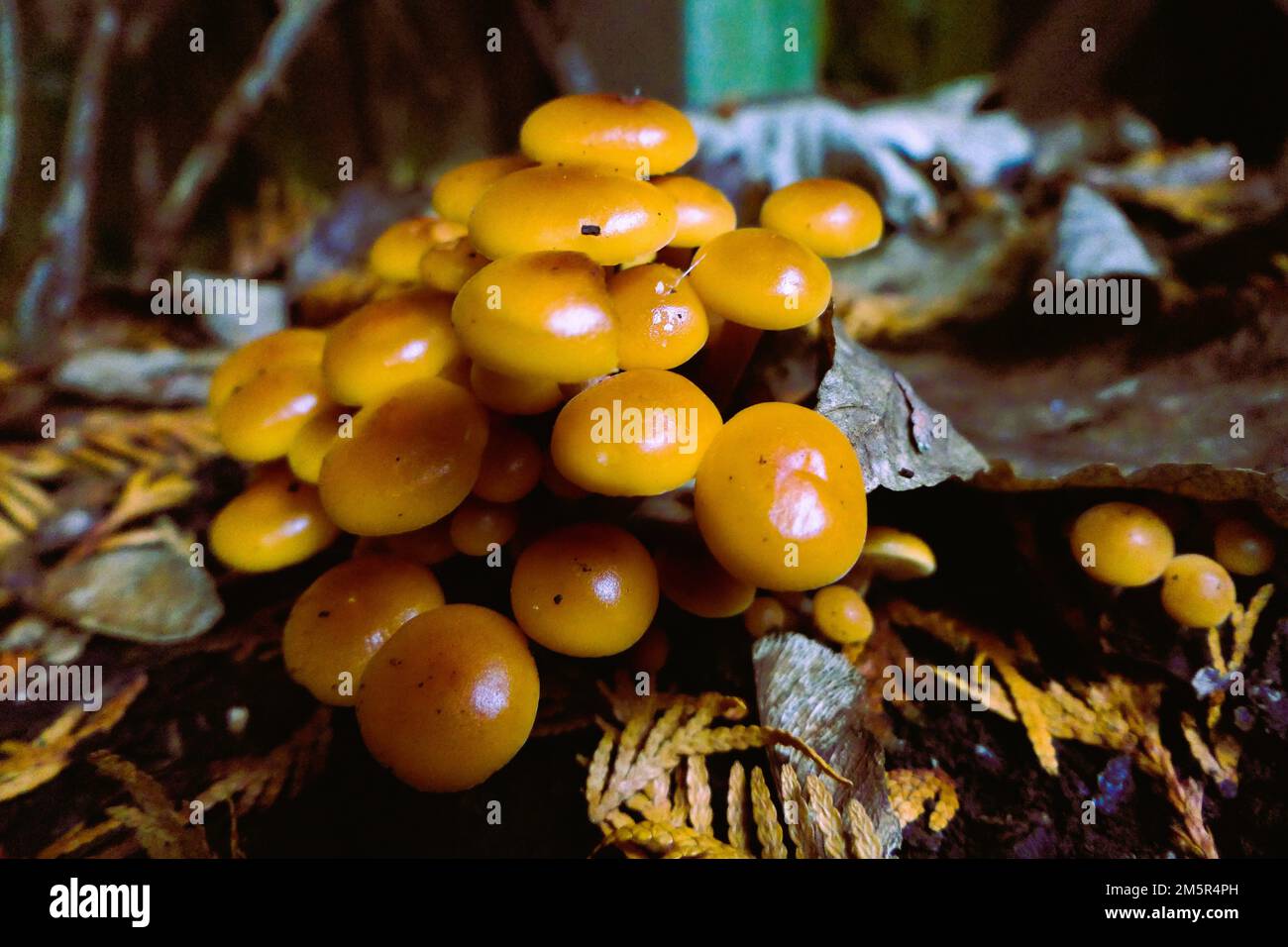 mushrooms foraging in Birmingham UK Stock Photo