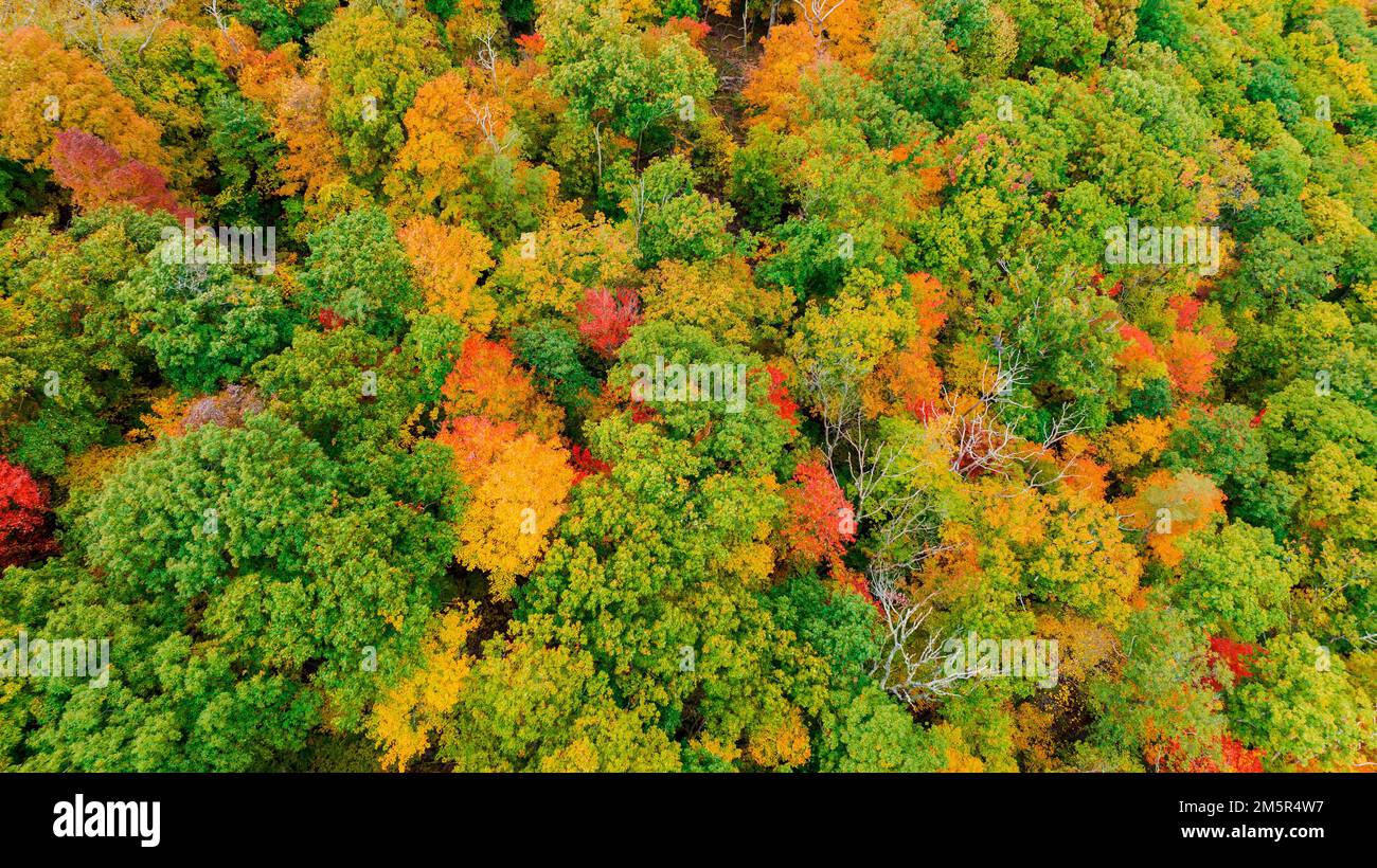 An aerial of the autumn foliage a dense forest in fall colors Stock ...