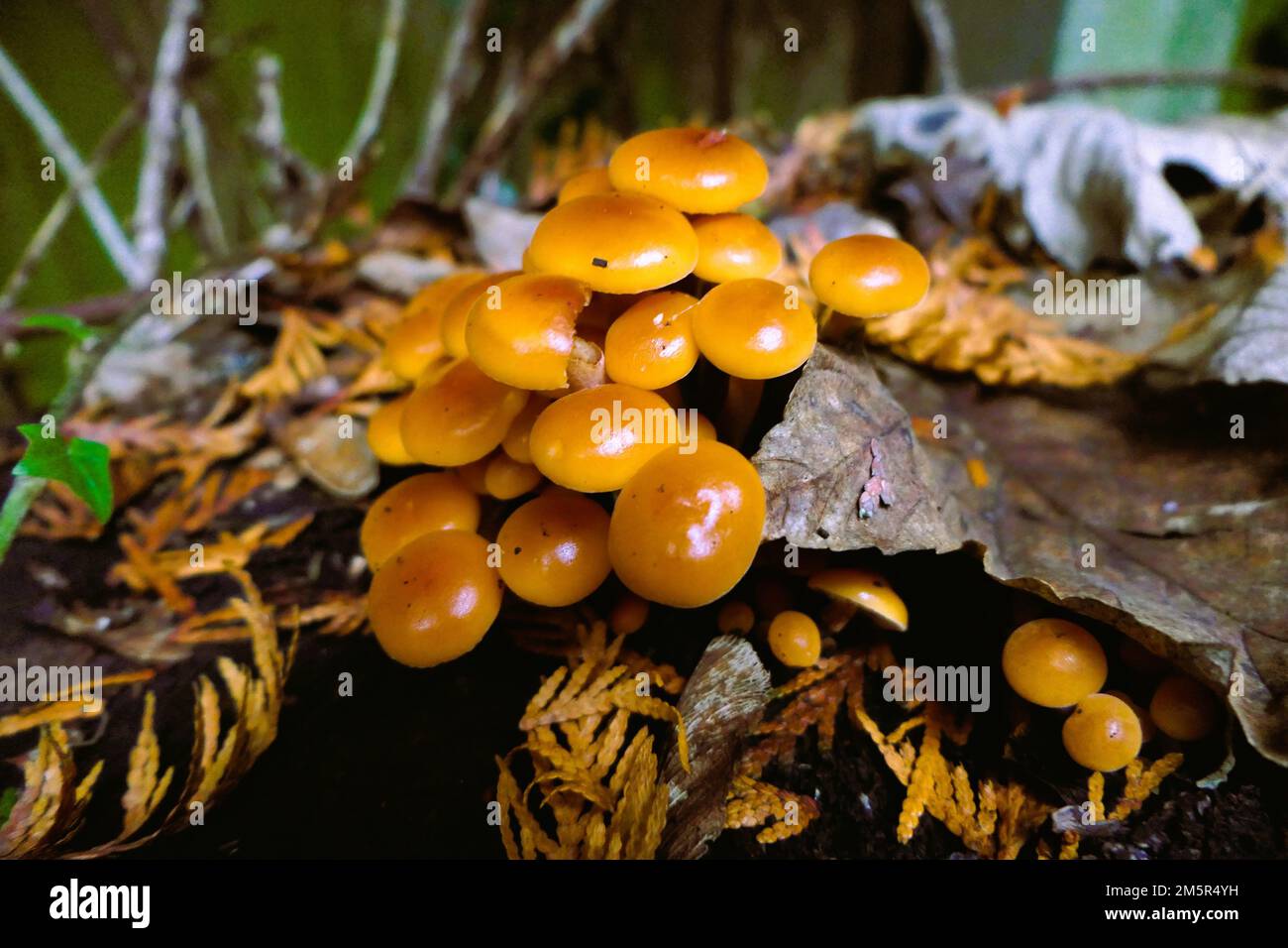 mushrooms foraging in Birmingham UK Stock Photo