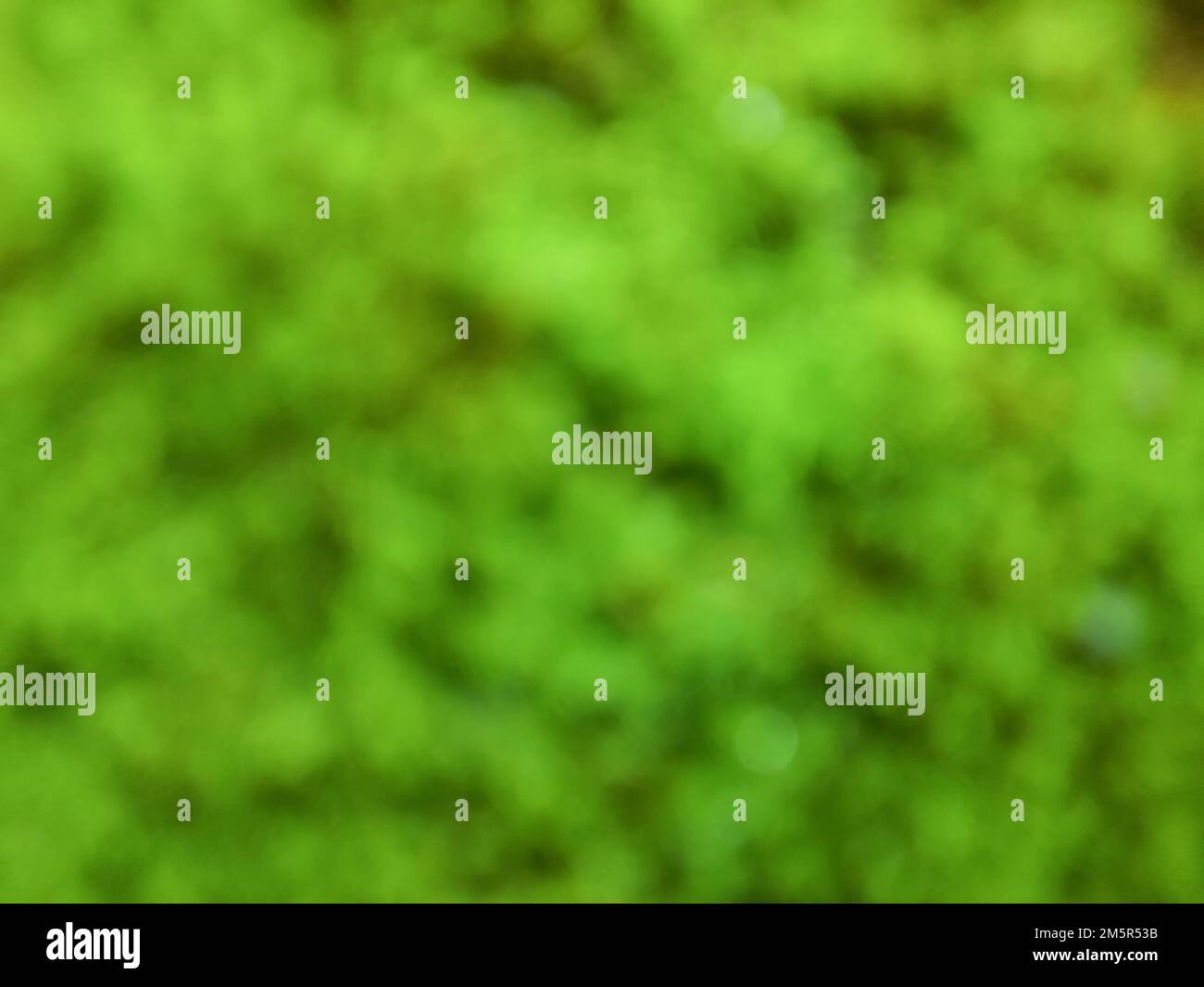 Close up. Blur photo or defocused background of green nature. For wallpapers Stock Photo