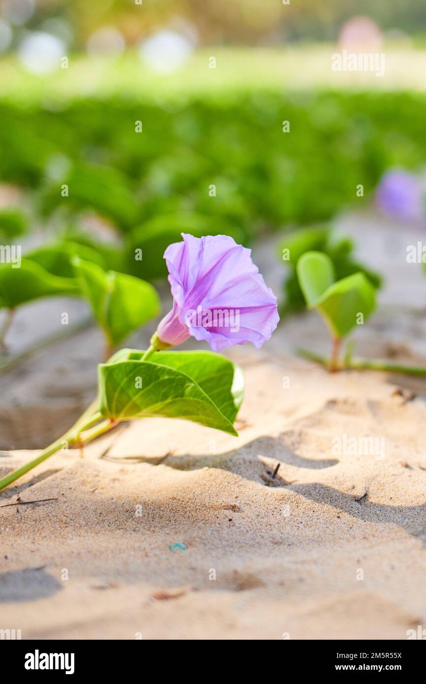 A close-up of an Ipomoea pes-caprae flower in the sand Stock Photo