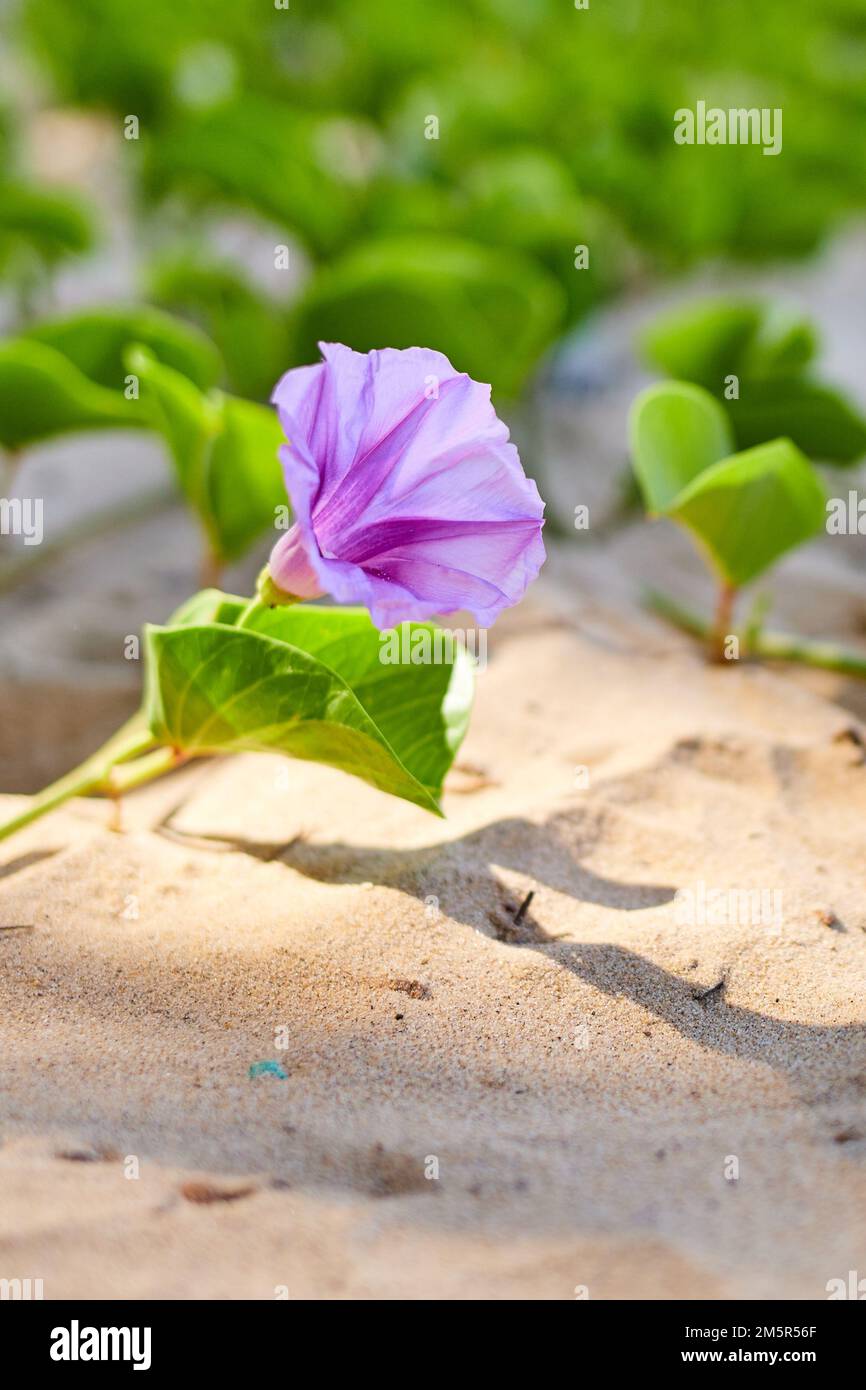 A close-up of an Ipomoea pes-caprae flower in the sand Stock Photo