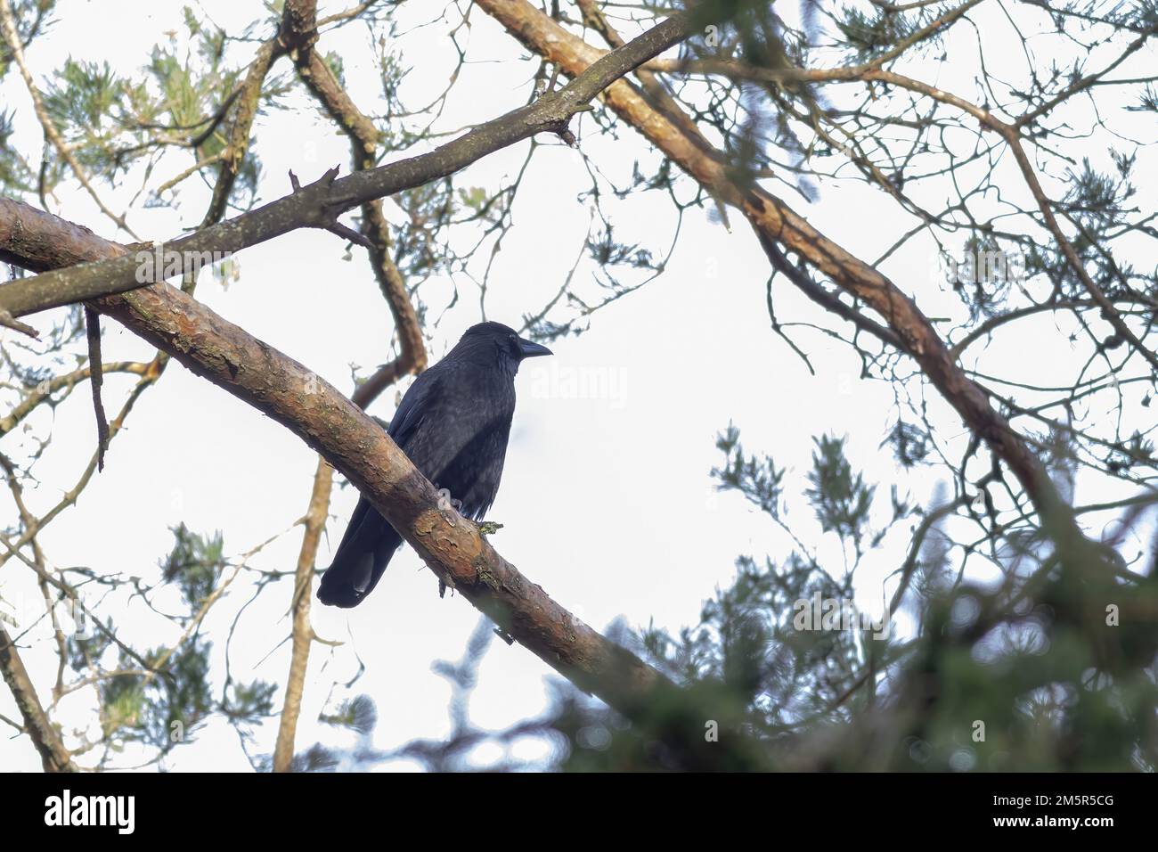Raven in its habitat hi-res stock photography and images - Alamy