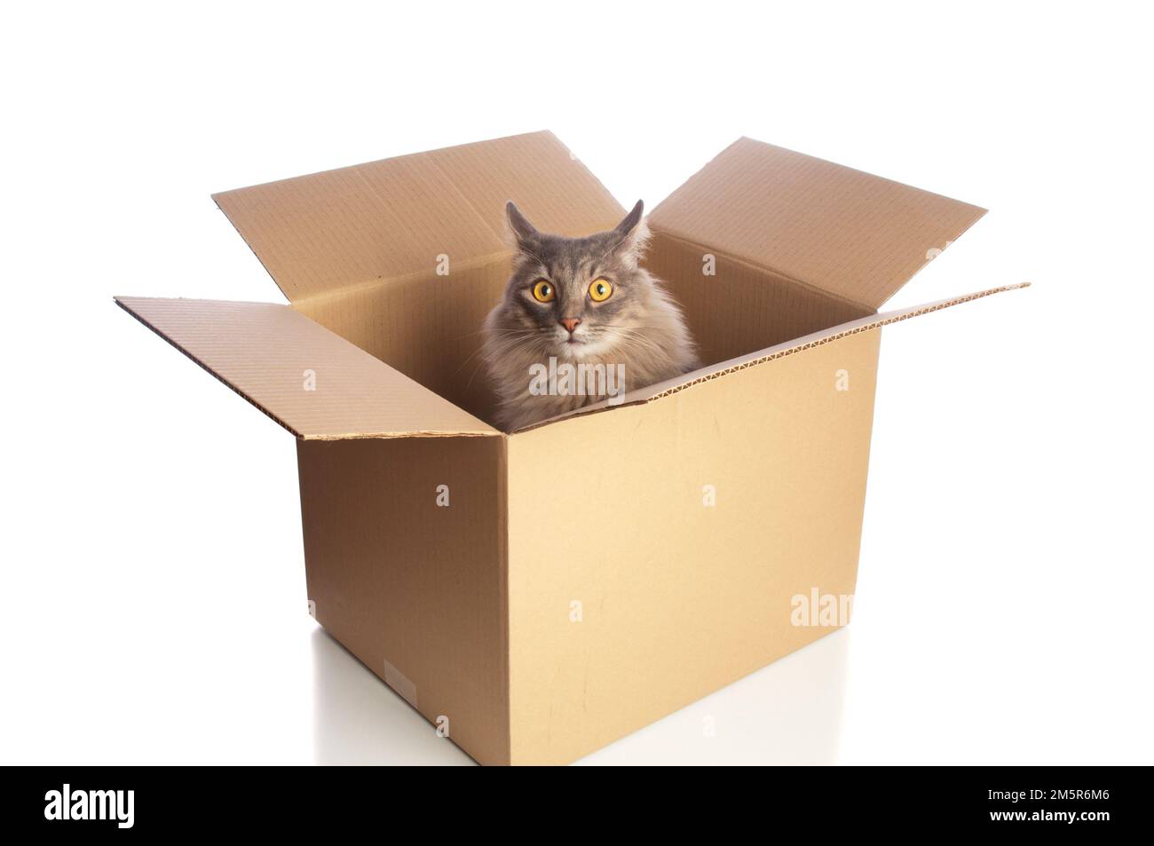 Grey cat in cardboard box Stock Photo Alamy
