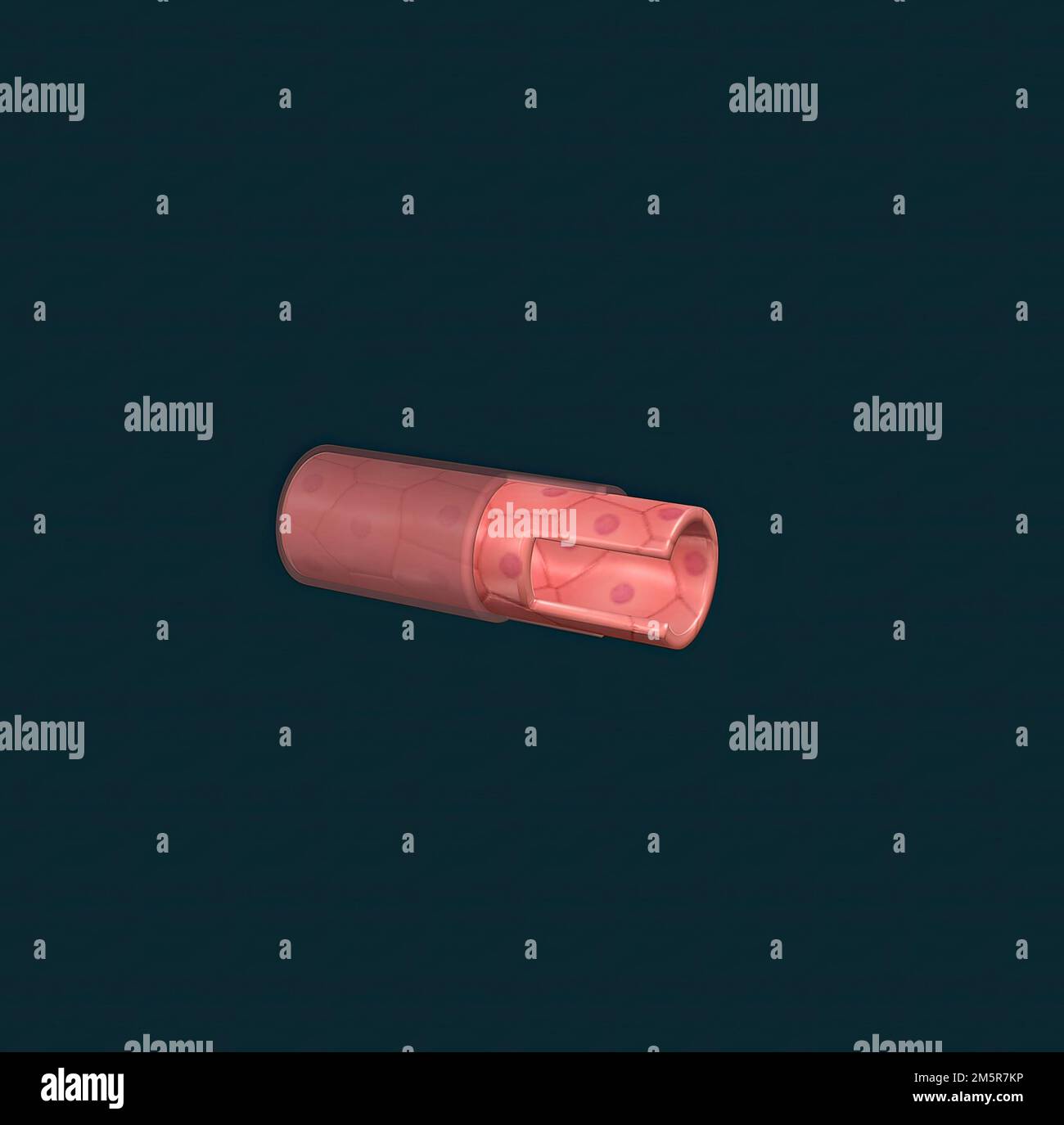 The walls of most blood vessels have three distinct layers the tunica