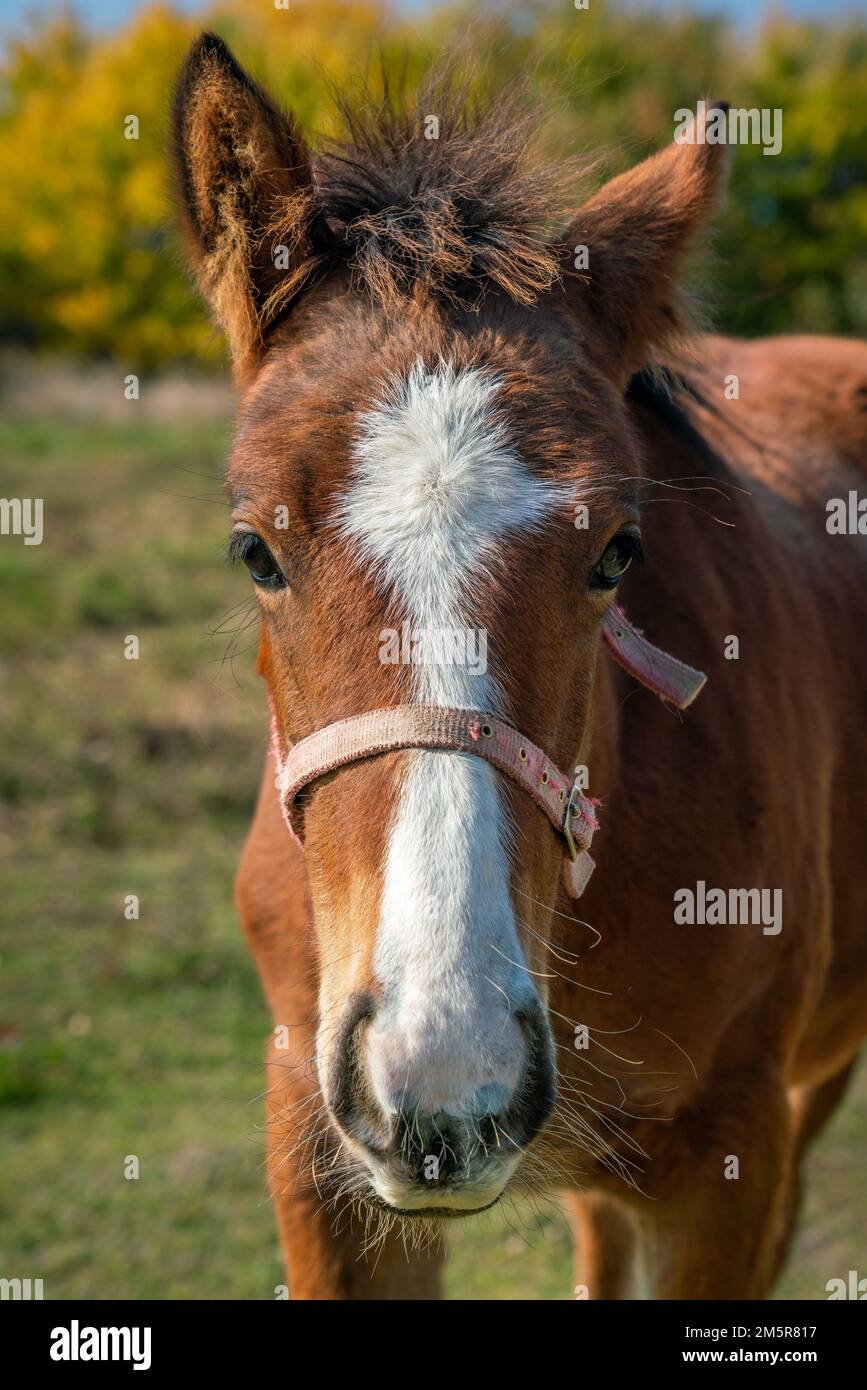 Cute young horse looking into camera, bay foal with white markings on pasture Stock Photo