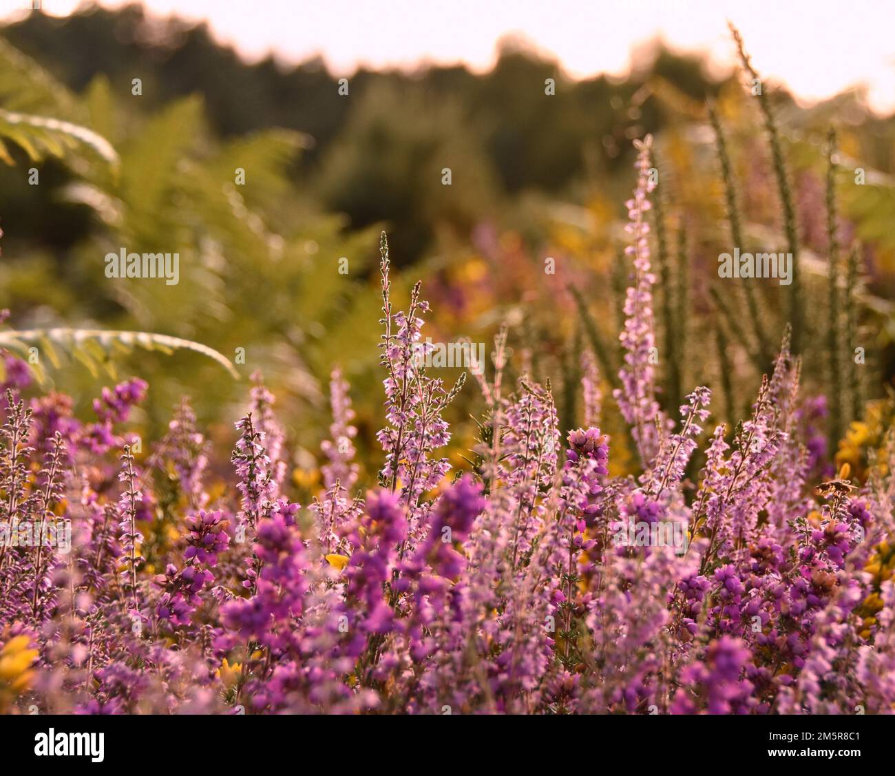 The purple wild flowers in a field Stock Photo - Alamy