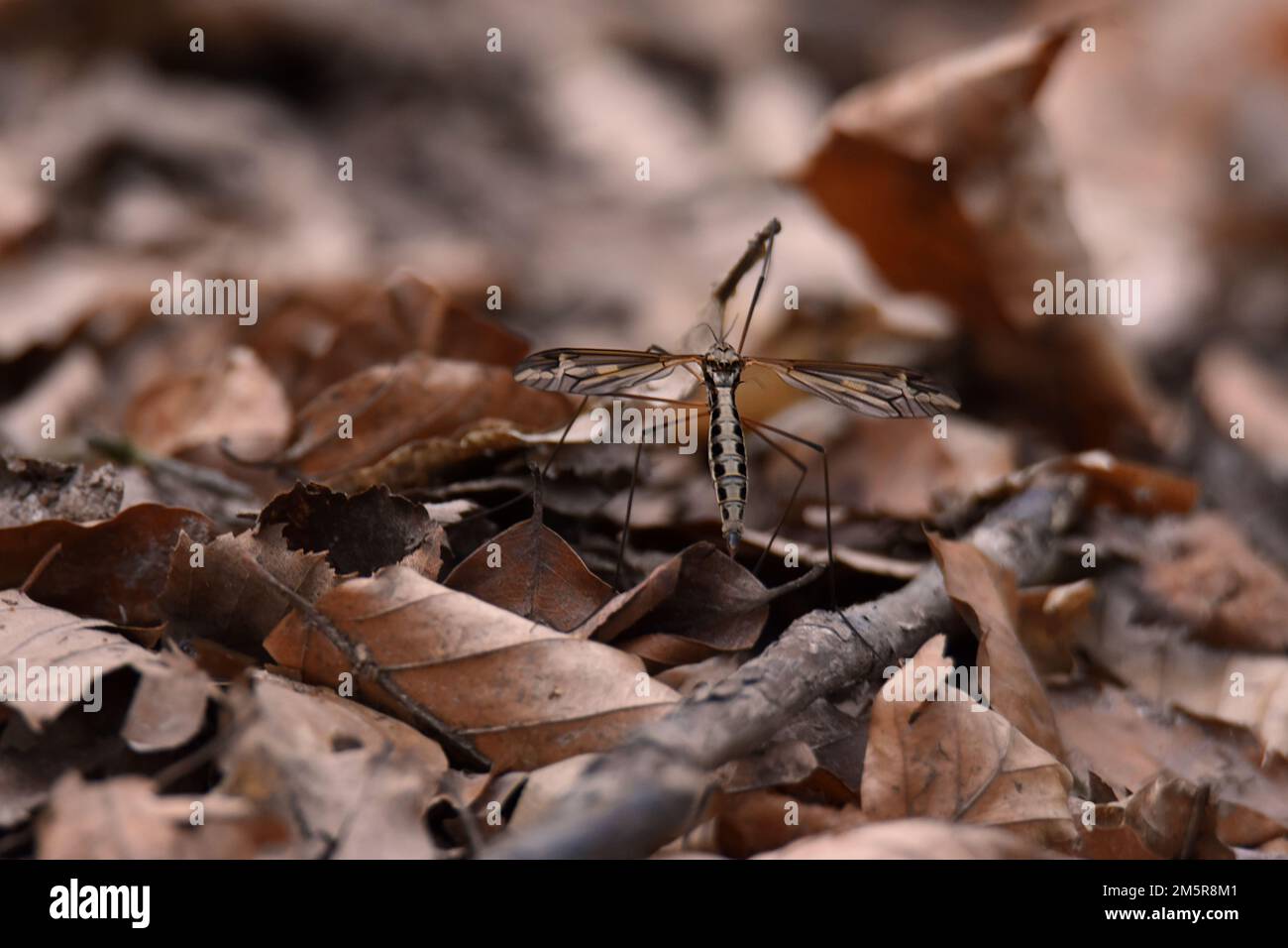 A selective focus of a dragonfly on dry leaves Stock Photo - Alamy