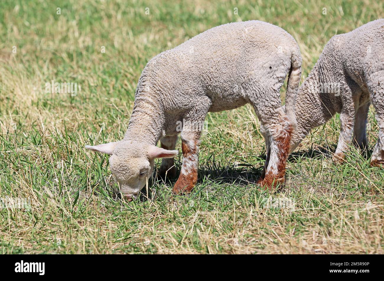 Young sheep grazing Stock Photo
