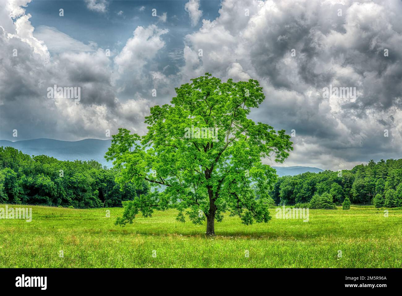 There is certainly no shortage of trees in the Great Smoky Mountains National Park, but this majestic one stands all alone in a broad meadow in the Ca Stock Photo