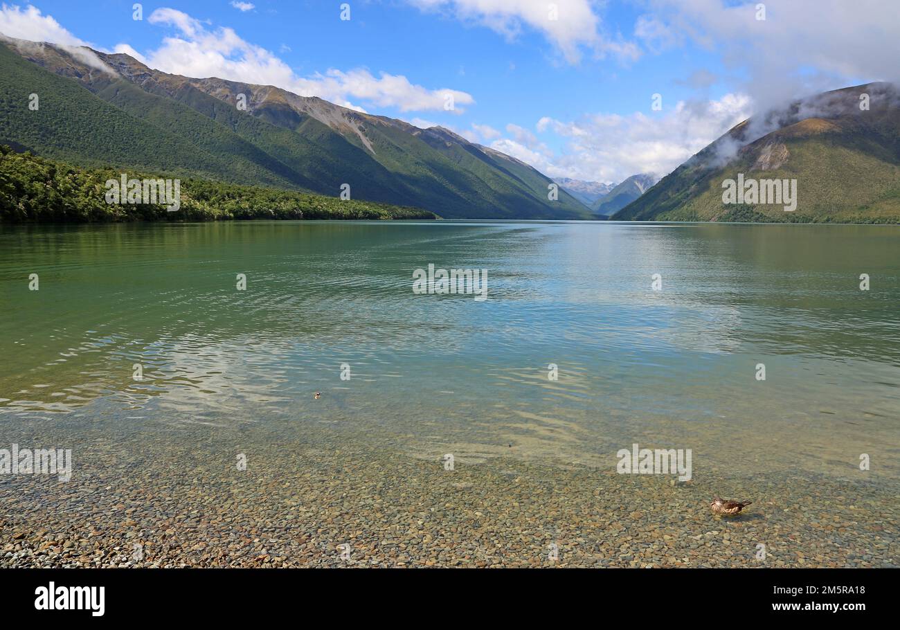 Lake Rotoiti Duck on the beach of Rotoiti Lake - Nelson Lakes National Park, New ...