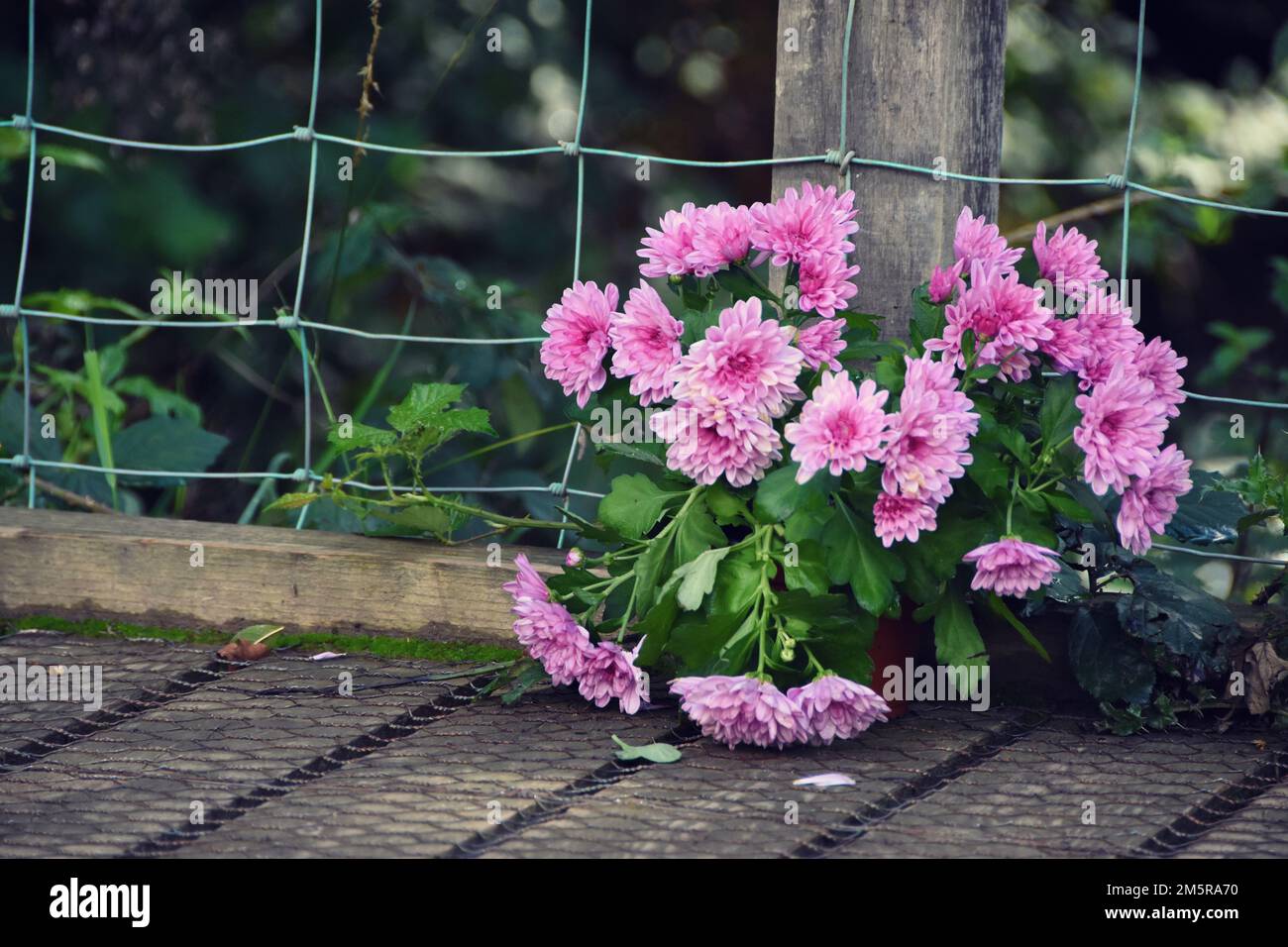 A closeup shot of Korean chrysanthemums on the metal fence Stock Photo