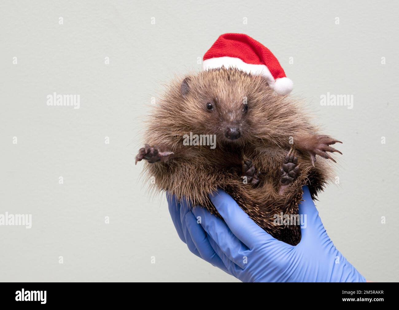 Christmas hedgehog treated by dedicated staff at Tiggywinkles hospital in Buckinghamshire this year Stock Photo