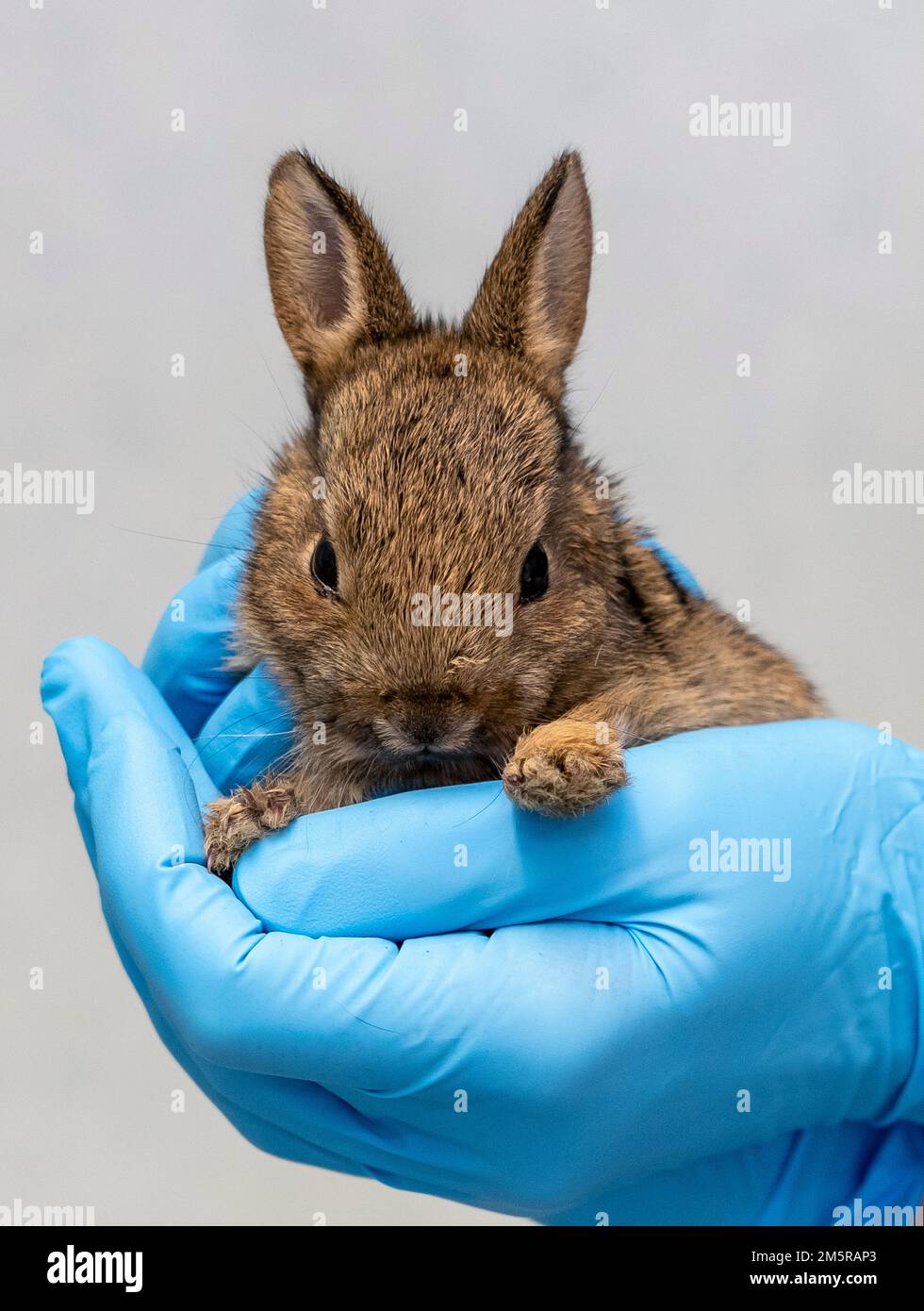 Bunny  treated by dedicated staff at Tiggywinkles hospital in Buckinghamshire this year Stock Photo