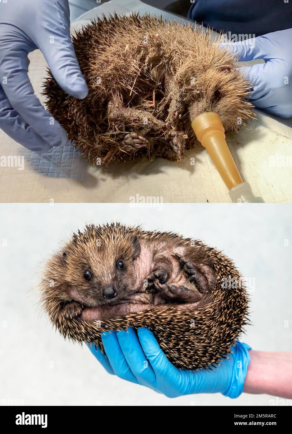 Jeff Moore- Over 11,886 patients, including 1898 hedgehogs, have been treated by dedicated staff at Tiggywinkles hospital in Buckinghamshire this year Stock Photo
